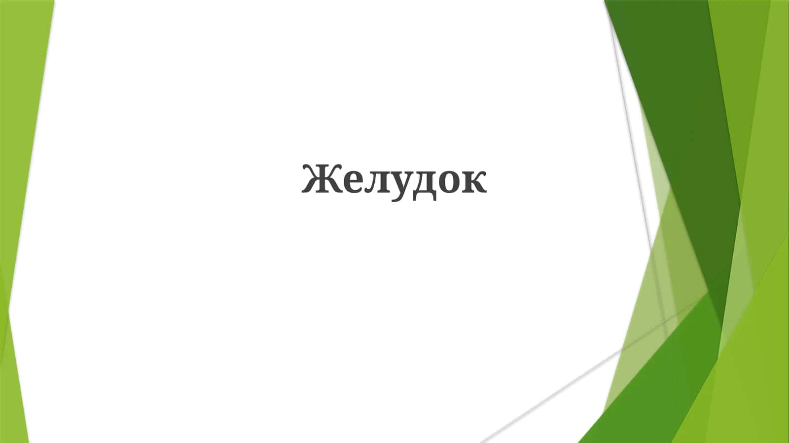 Желудок