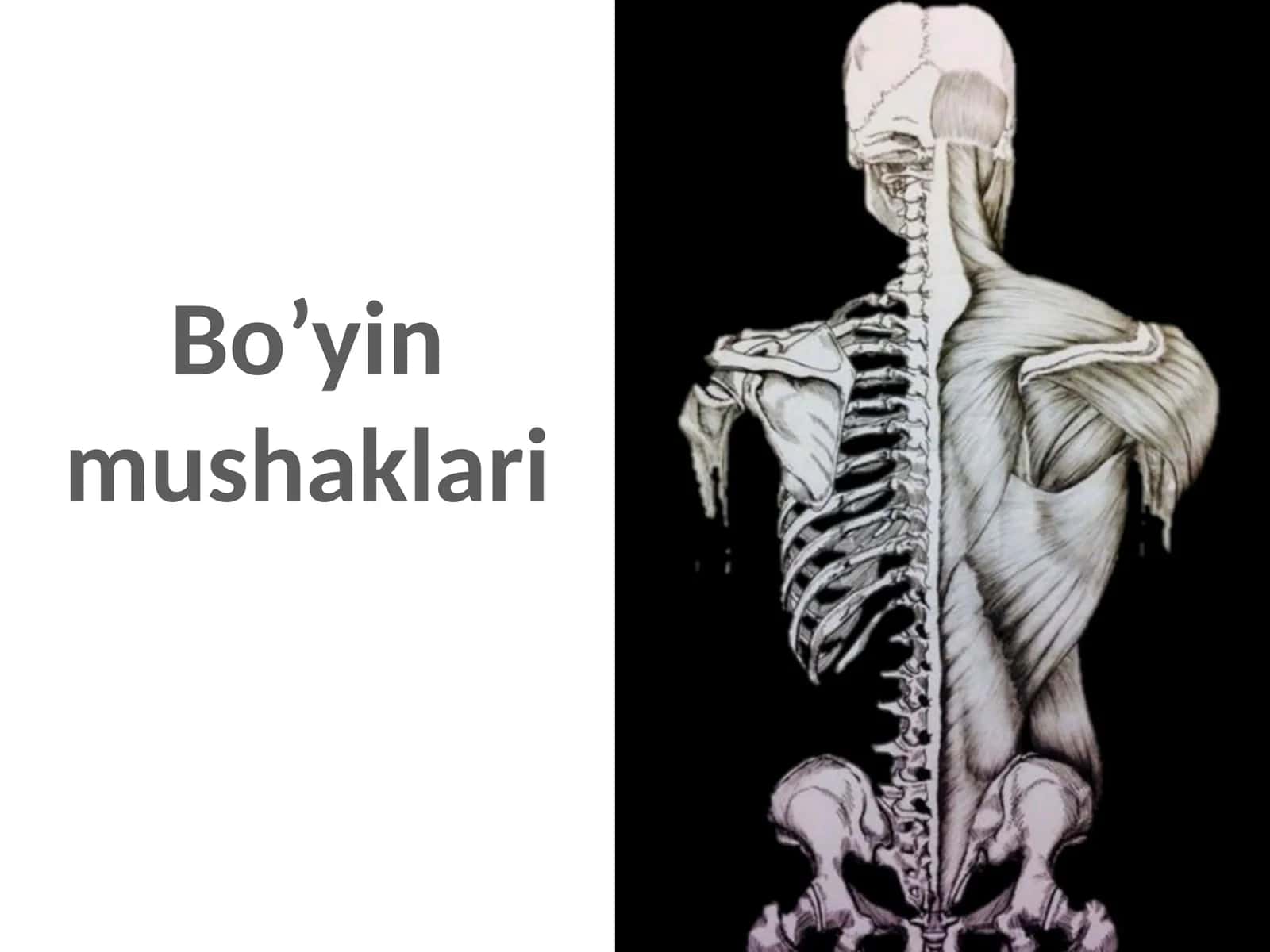 Bo’yin mushaklari