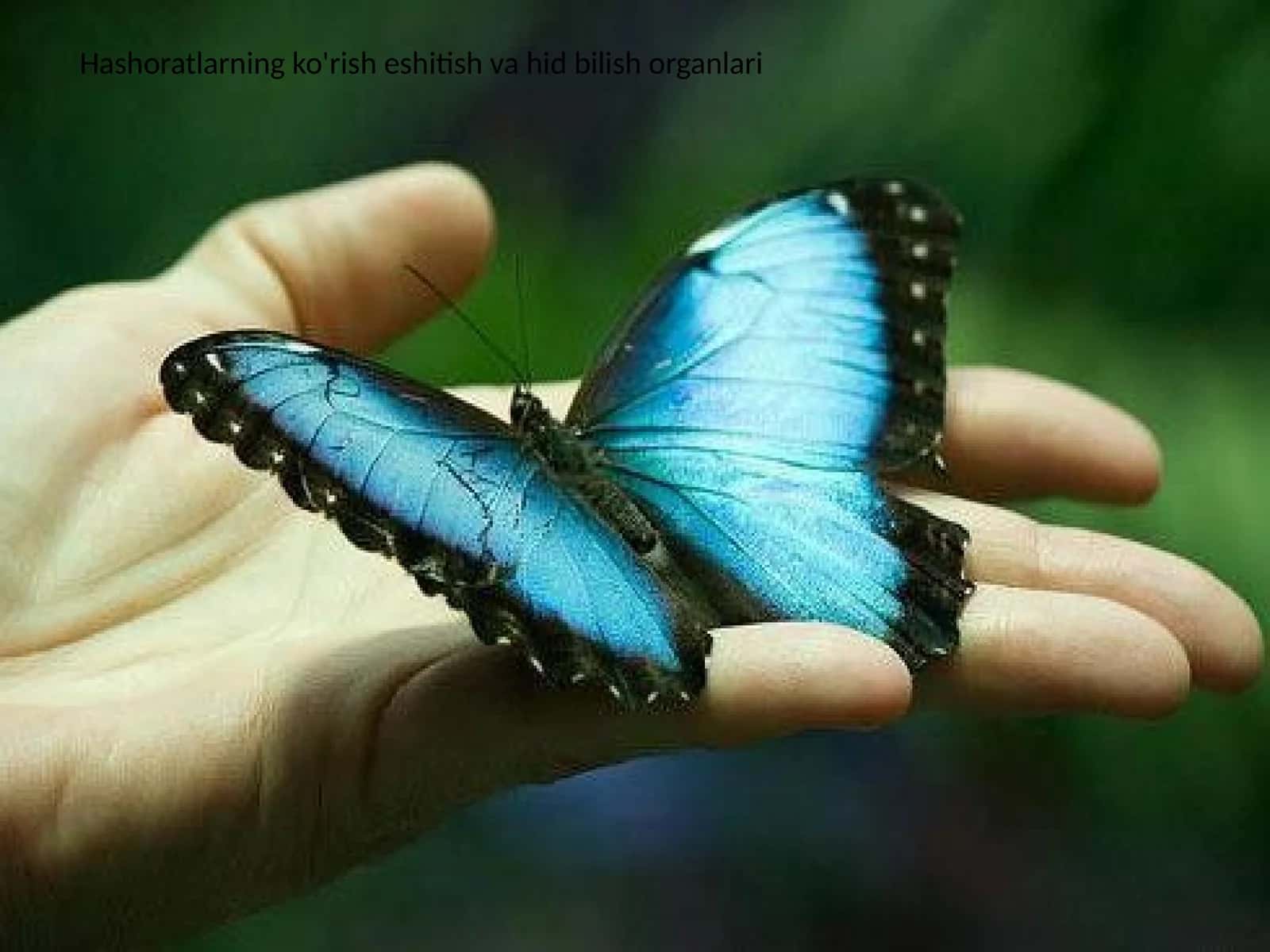 Hashoratlarning ko'rish eshitish va hid bilish organlari