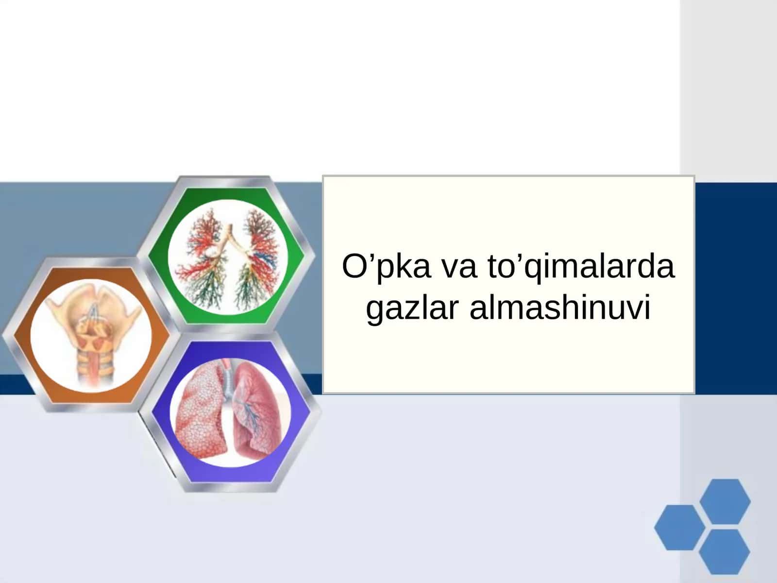 O’pka va to’qimalarda gazlar almashinuvi