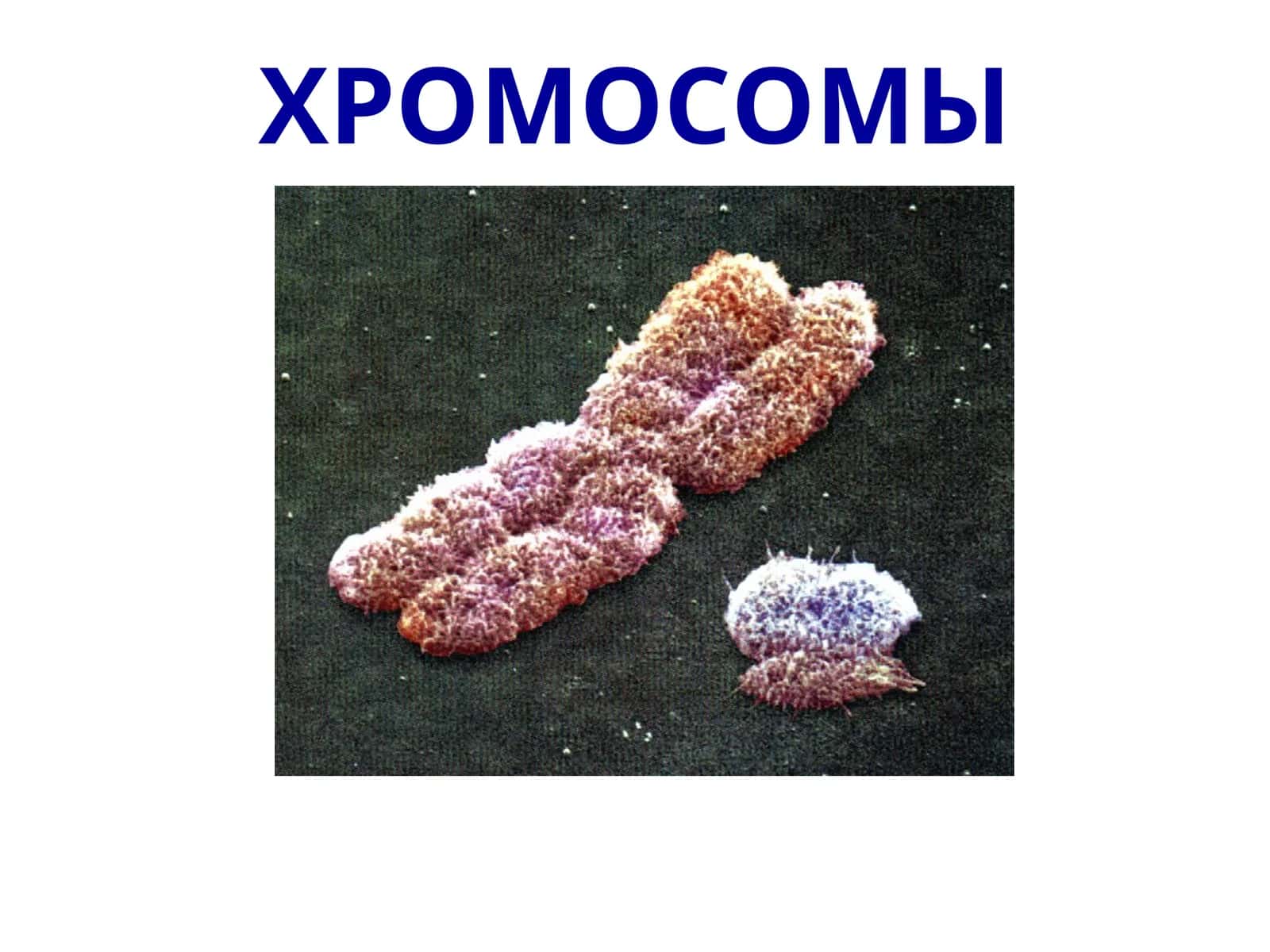 ХРОМОСОМЫ