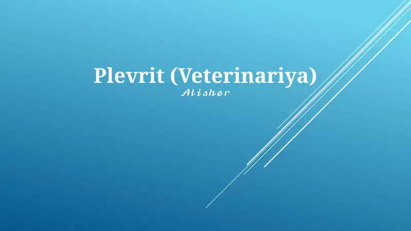 Plevrit (Veterinariya)
