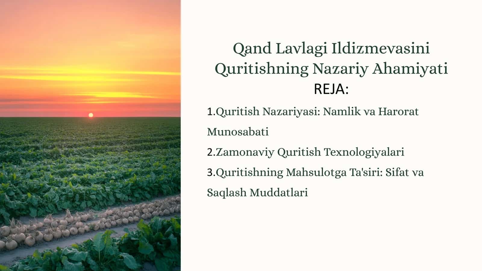 Qand Lavlagi Ildizmevasini Quritishning Nazariy Ahamiyati