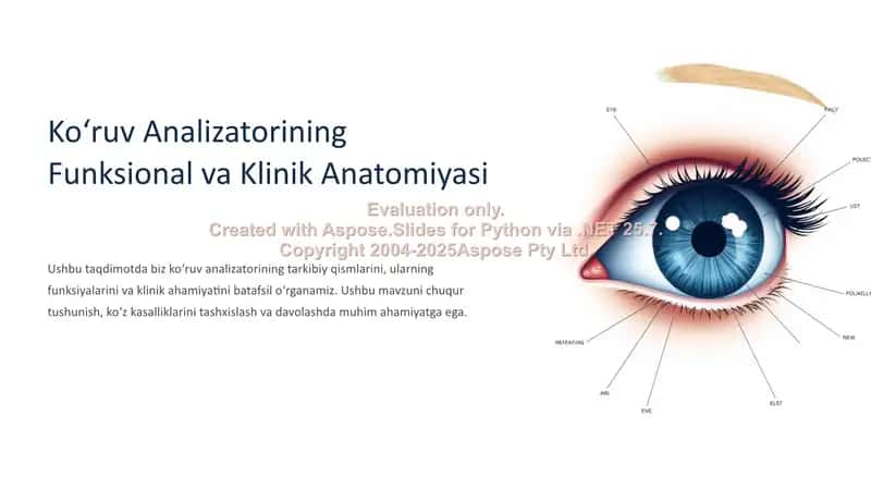 Koʻruv Analizatorining Funksional va Klinik Anatomiyasi