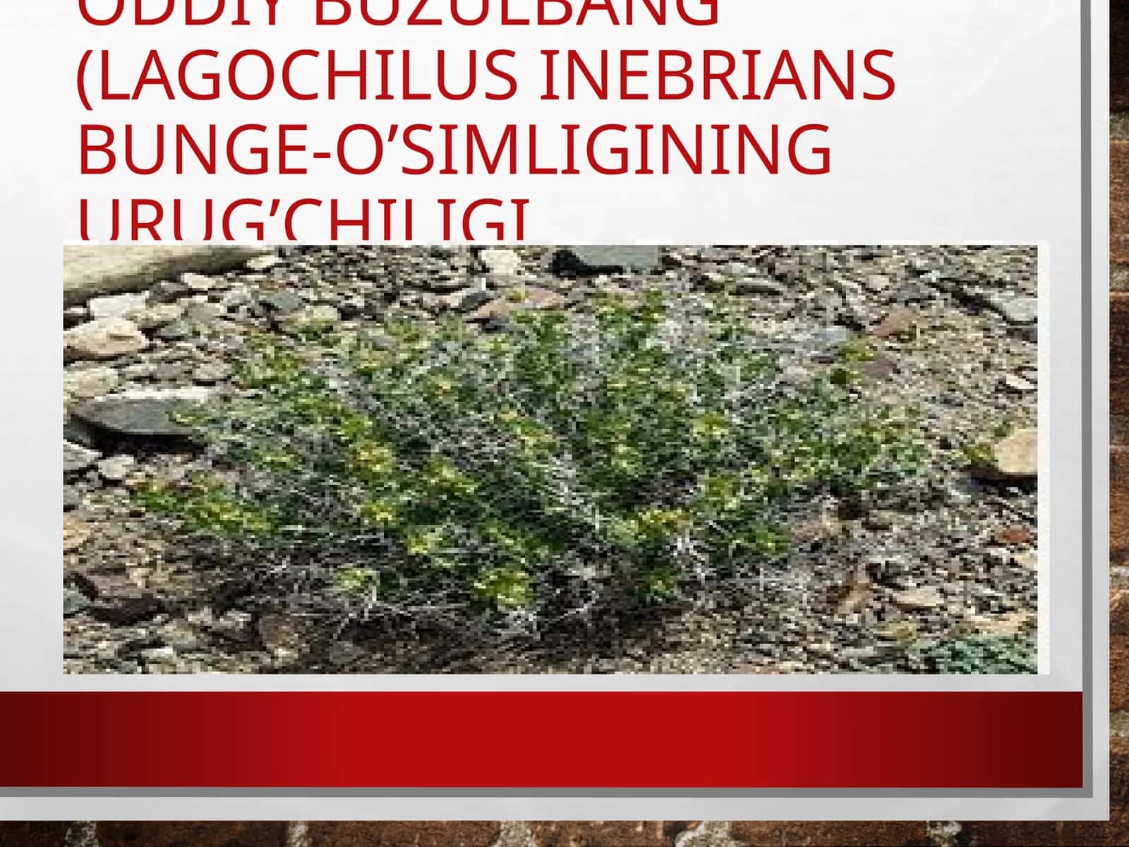 Oddiy Buzulbang (Lagochilus inebrians Bunge)