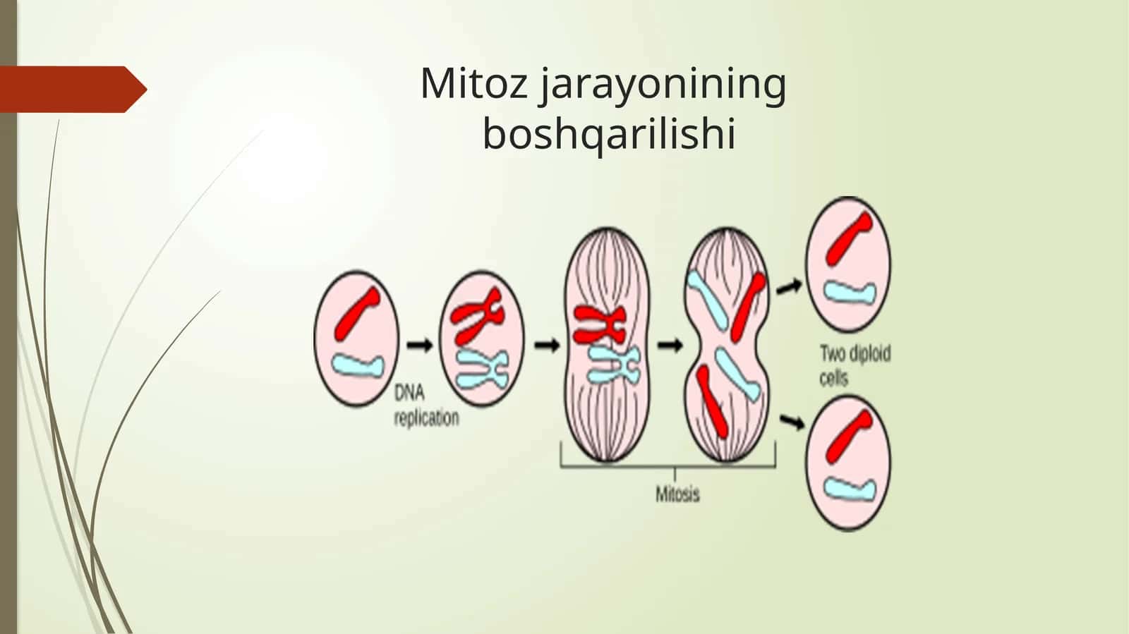 Mitoz jarayonining boshqarilishi