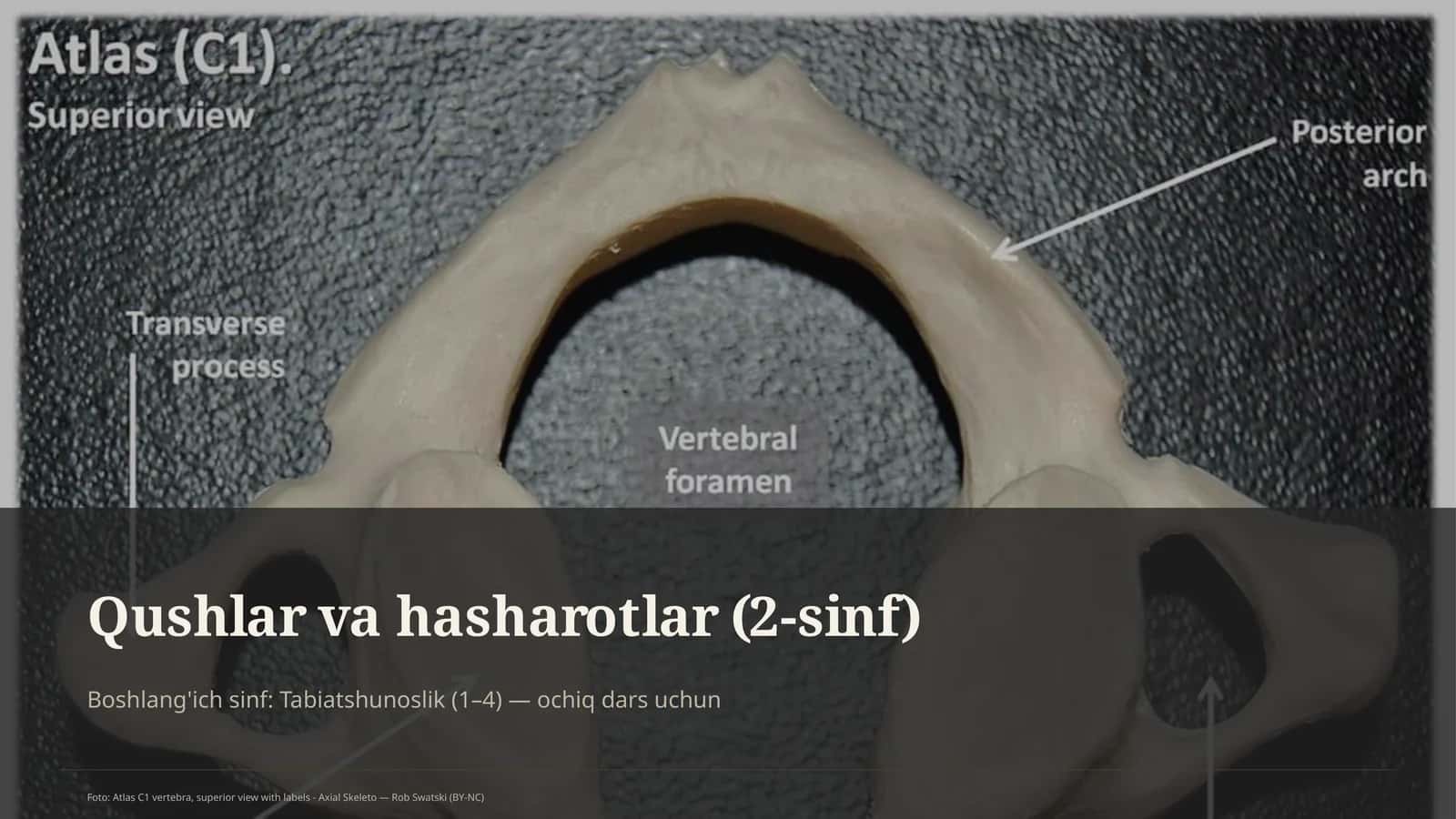 Qushlar va hasharotlar (2-sinf)
