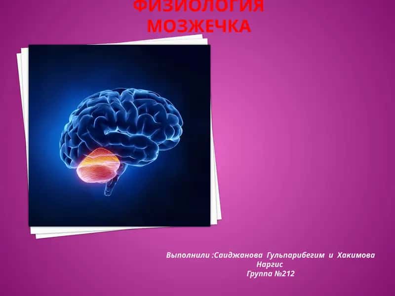 Физиология мозжечка