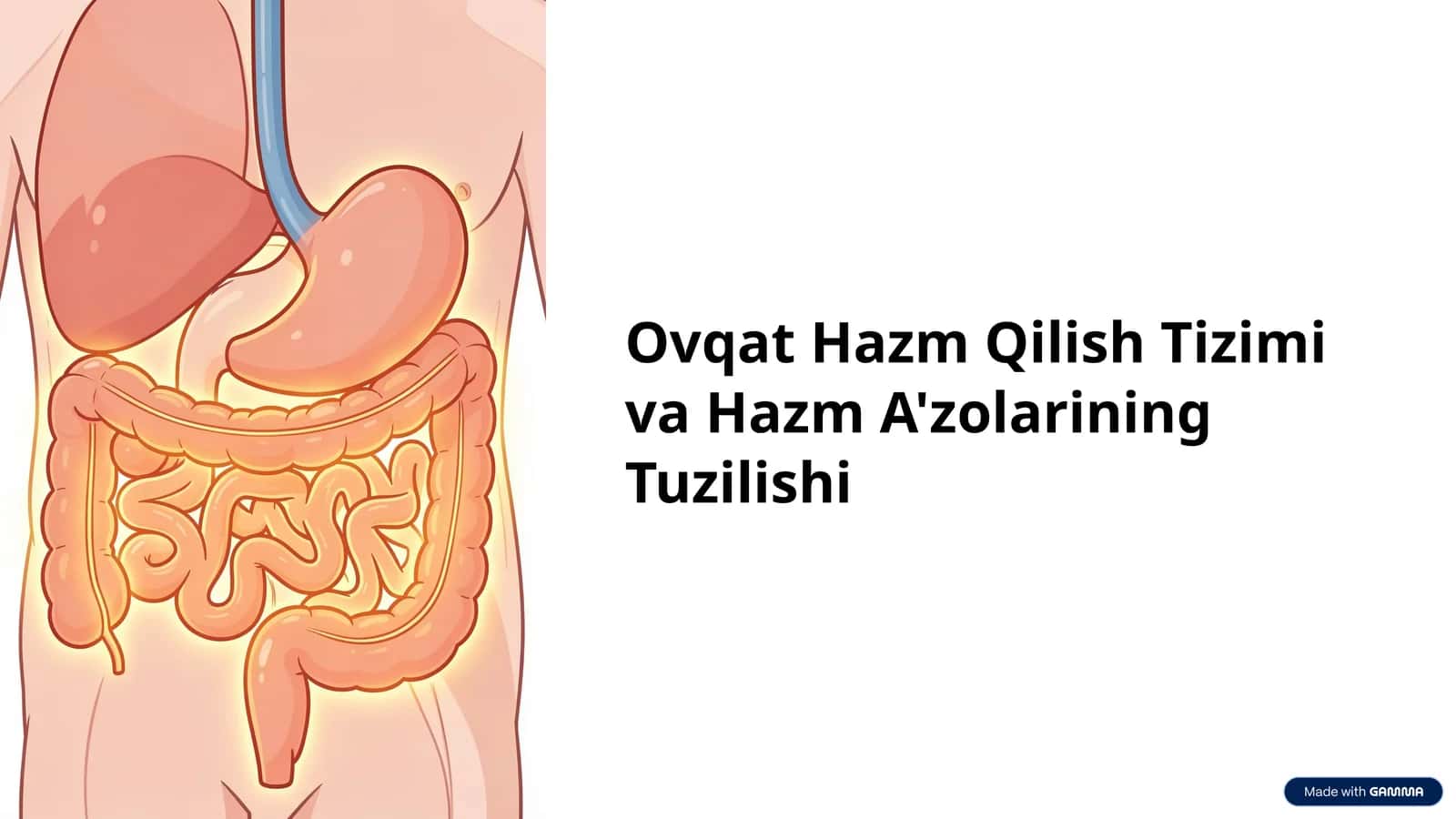 Ovqat Hazm Qilish Tizimi va Hazm A'zolarining Tuzilishi