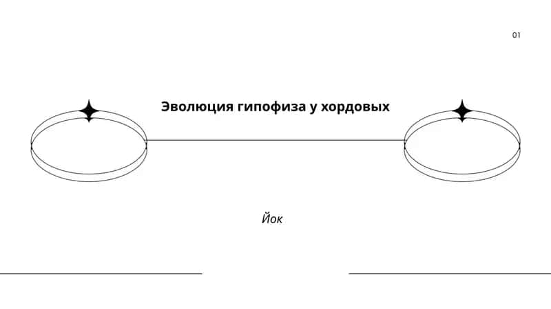 Эволюция гипофиза у хордовых