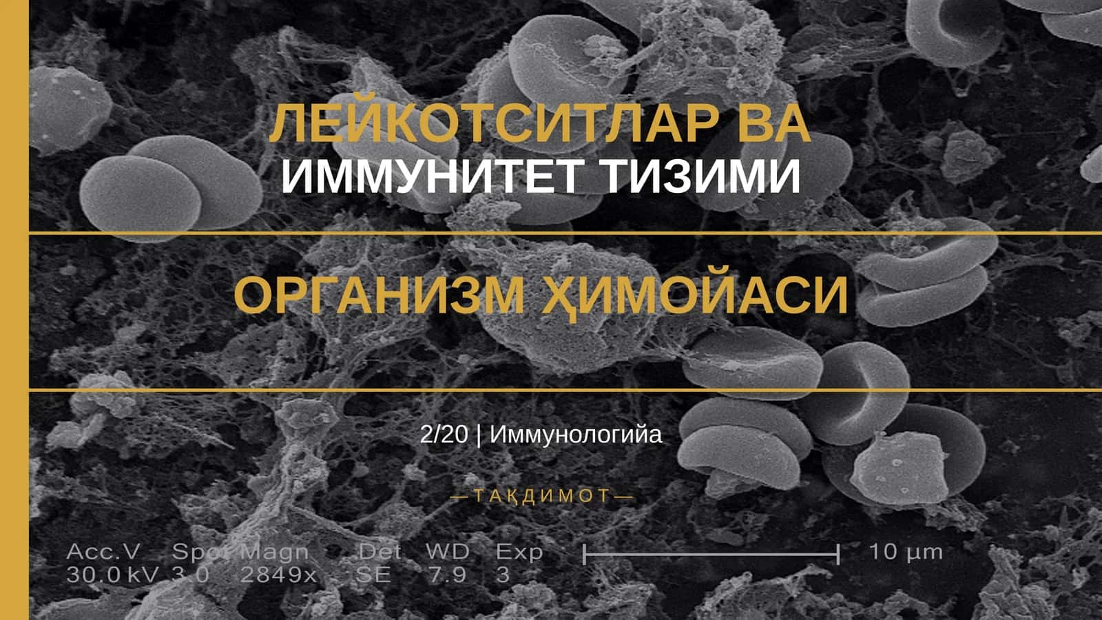 ЛЕЙКОТСИТЛАР ВА ИММУНИТЕТ ТИЗИМИ