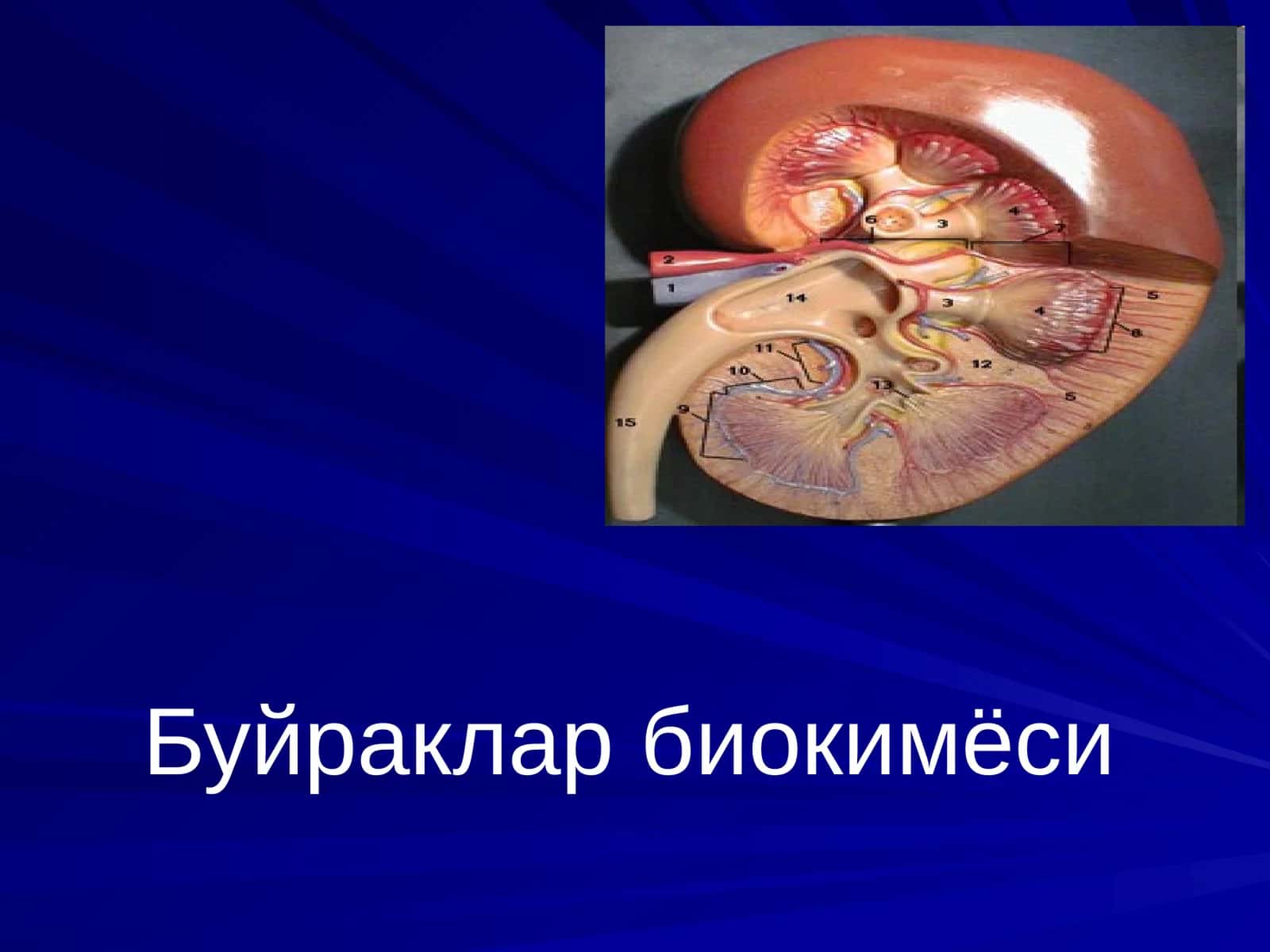 Буйраклар биокимёси