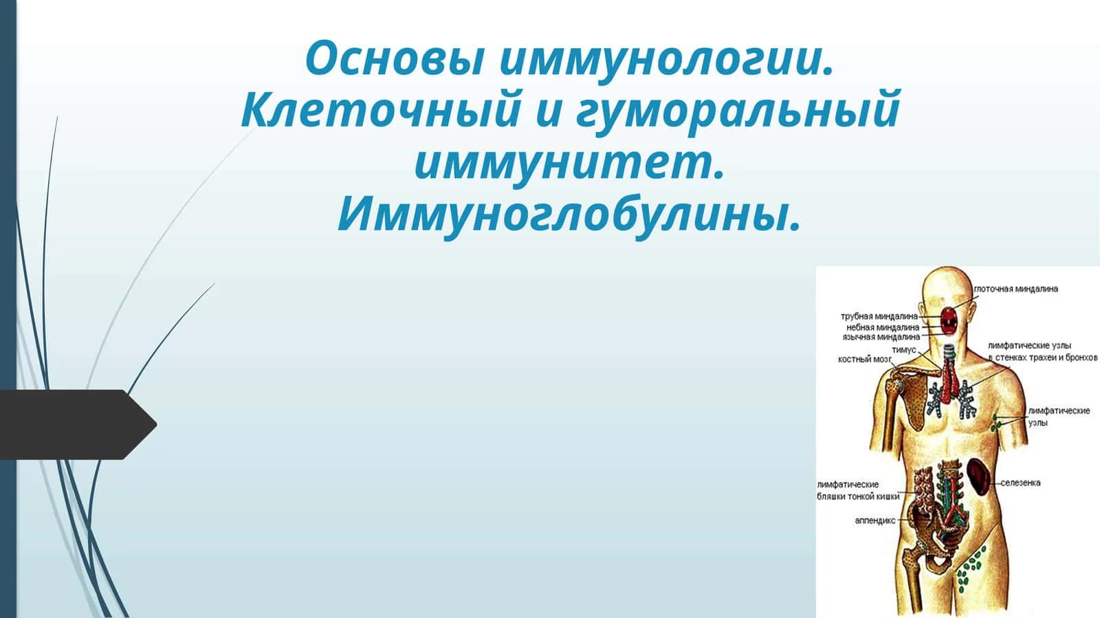Основы иммунологии. Клеточный и гуморальный иммунитет. Иммуноглобулины