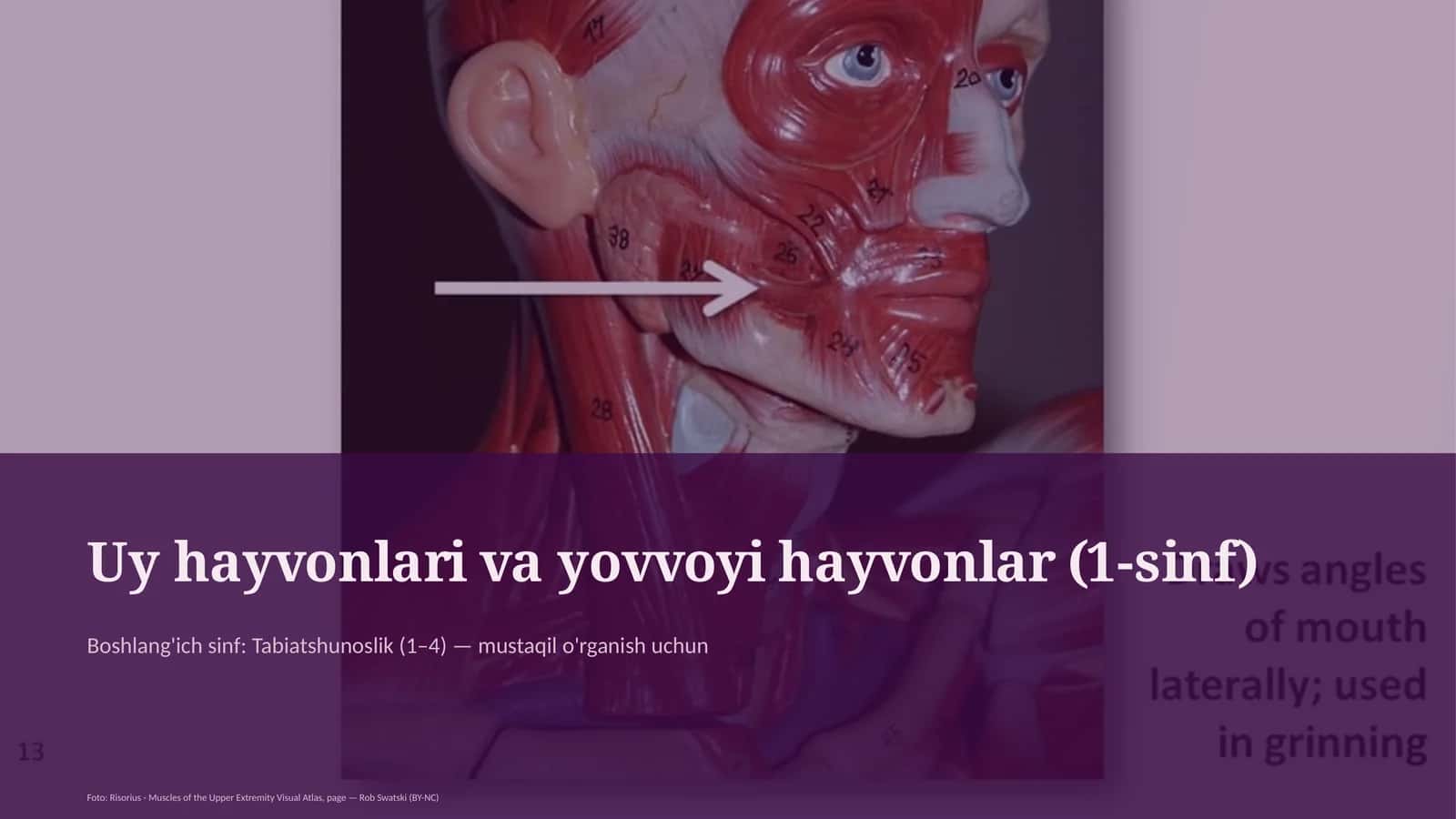 Uy hayvonlari va yovvoyi hayvonlar (1-sinf)