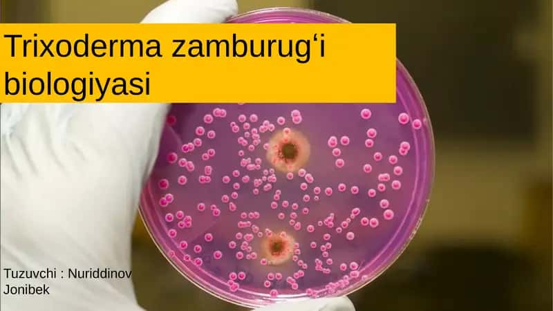 Trixodermazamburugʻibiologiyasi