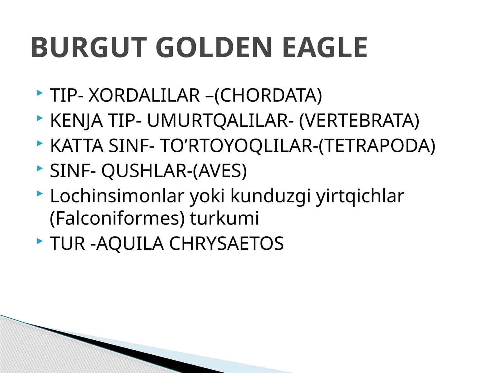 BURGUT GOLDEN EAGLE