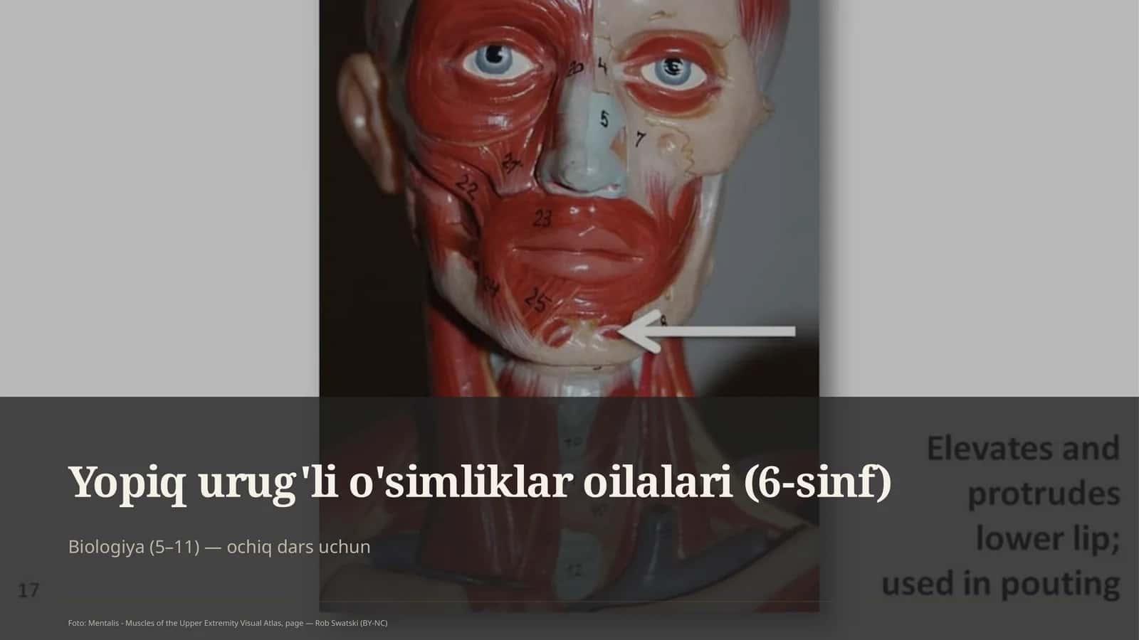 Yopiq urug'li o'simliklar oilalari (6-sinf)