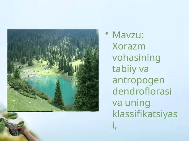 Xorazm vohasining tabiiy va antropogen dendroflorasi va uning klassifikatsiyasi