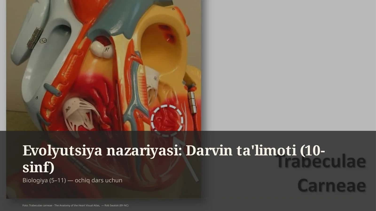 Evolyutsiya nazariyasi: Darvin ta'limoti (10-sinf)