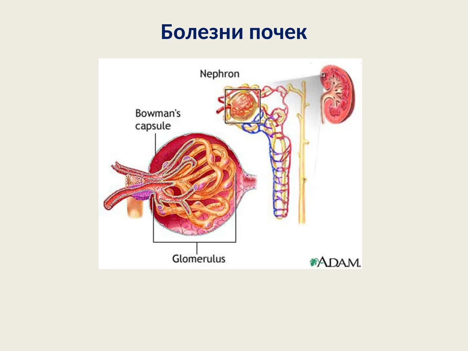 Болезни почек