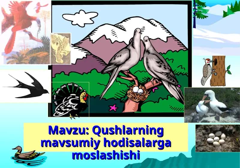 Qushlarning mavsumiy hodisalarga moslashishi
