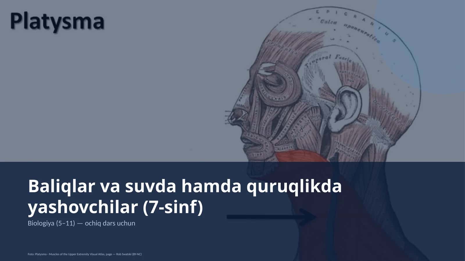 Baliqlar va suvda hamda quruqlikda yashovchilar (7-sinf)