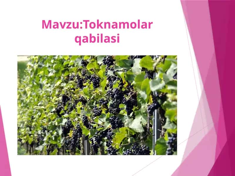 Toknamolar qabilasi