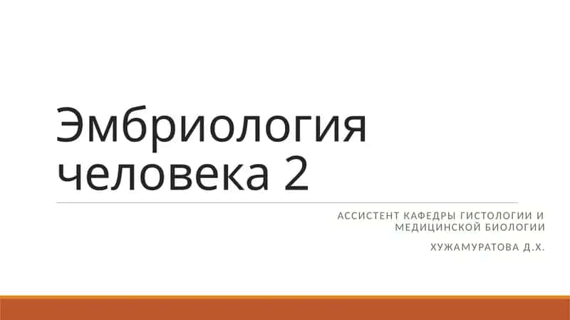 Эмбриология человека 2