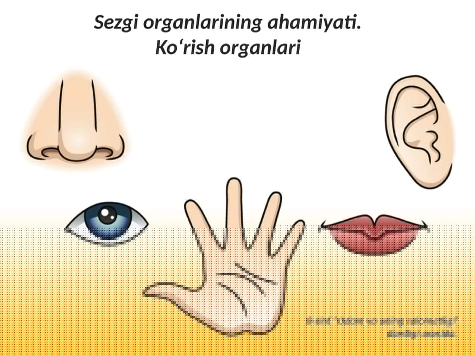 Sezgi organlarining ahamiyati. Ko‘rish organlari