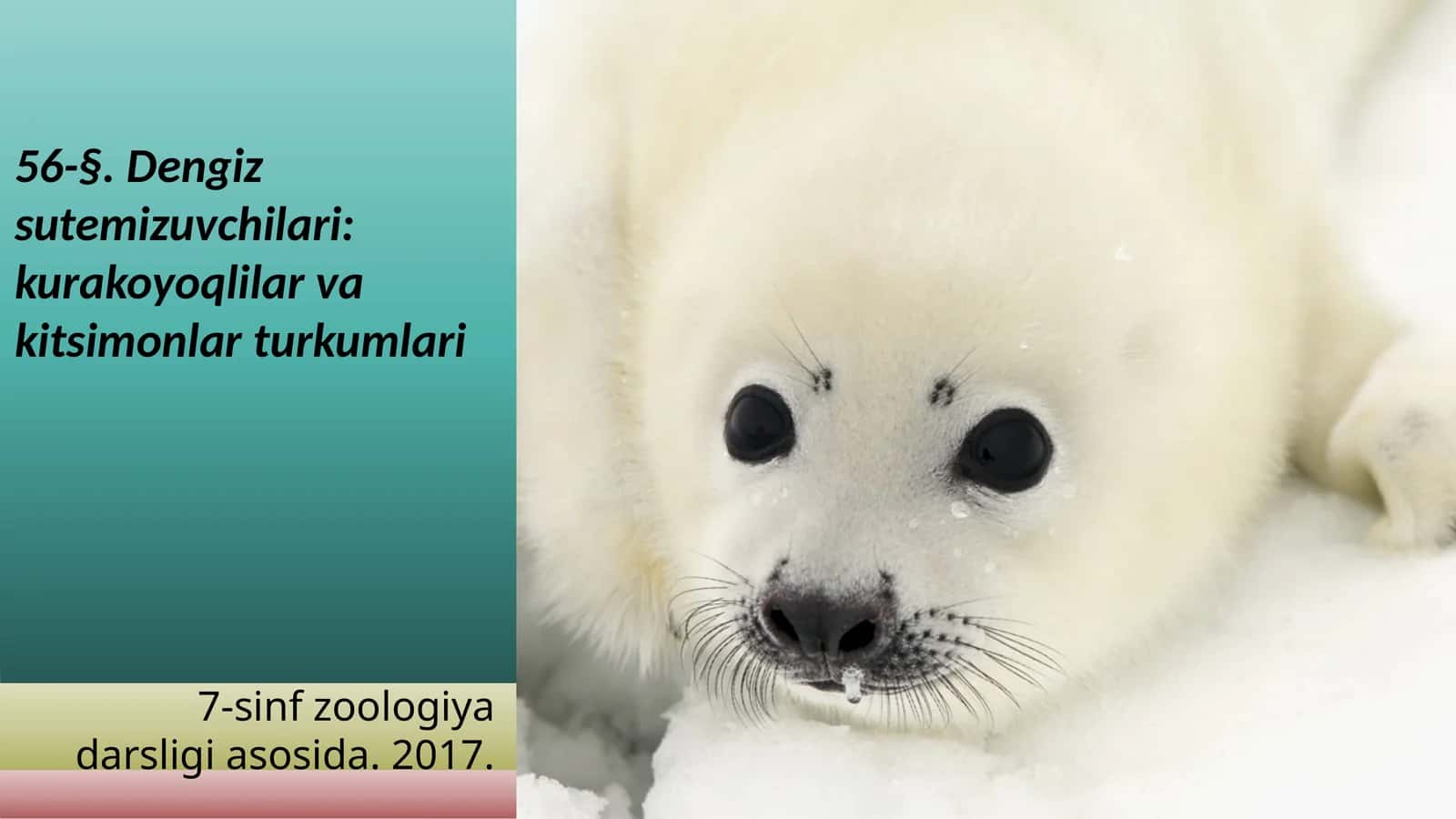 7-sinf Zoologiya 'Dengiz sutemizuvchilari kurakoyoqlilar va kitsimonlar turkumlari' ko'rgazma