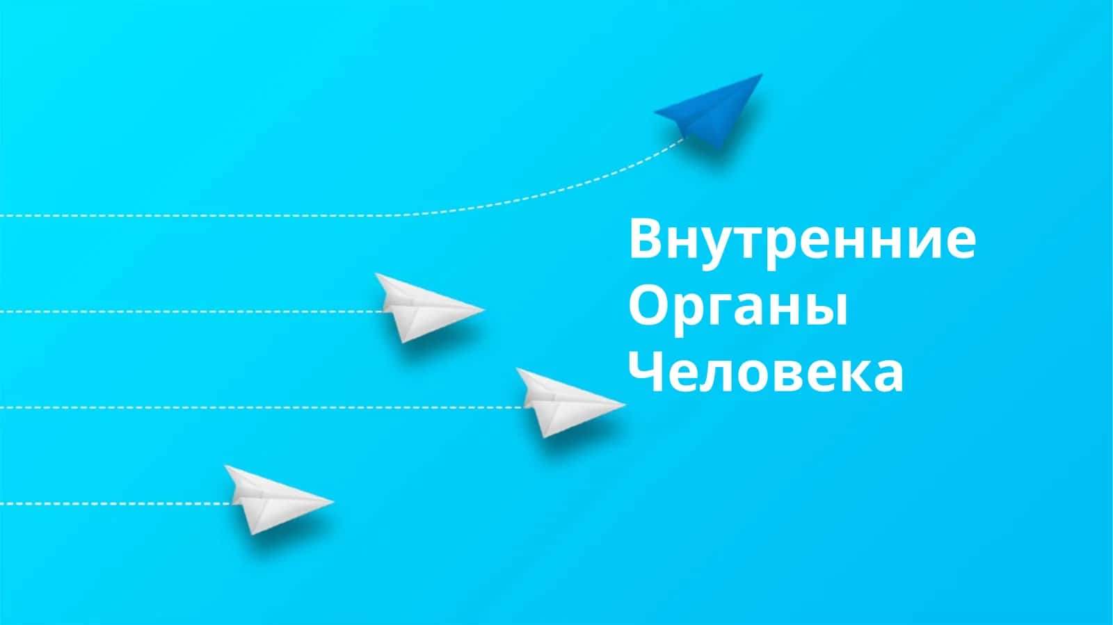 Внутренние органы человека