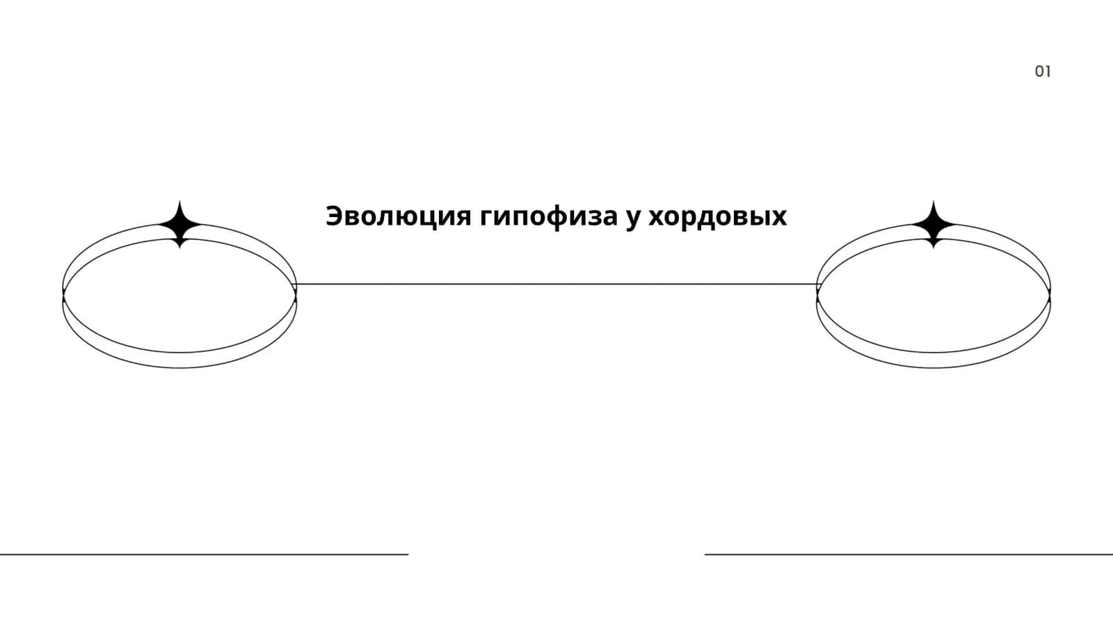 Эволюция гипофиза у хордовых
