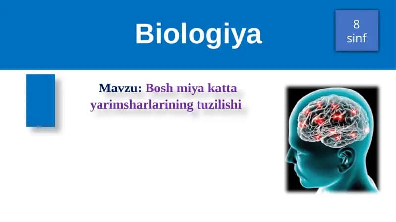 Bosh miya katta yarimsharlarining tuzilishi