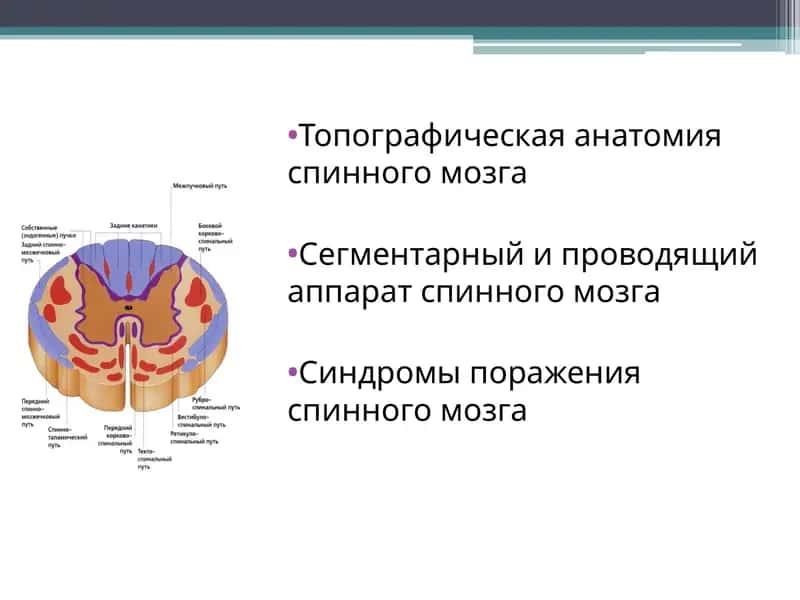 Топографическая анатомия спинного мозга