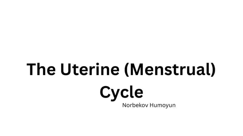 TheUterine (Menstrual) Cycle