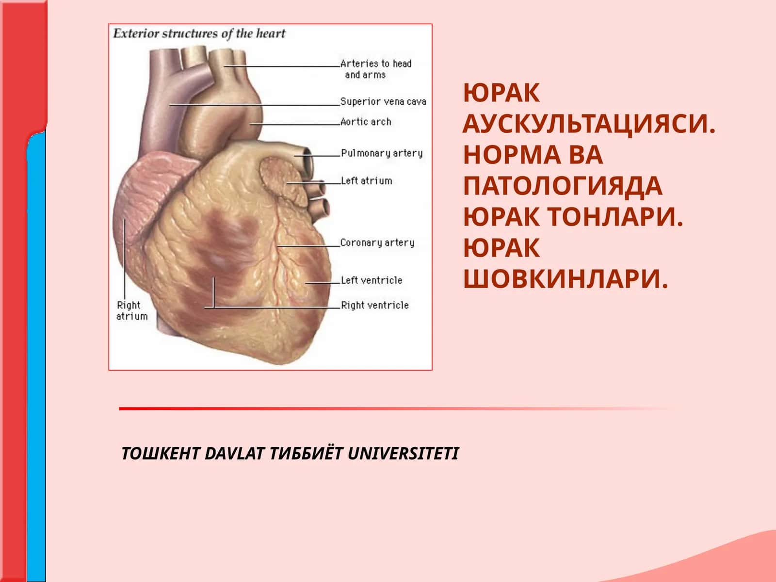 ЮРАК АУСКУЛЬТАЦИЯСИНИНГ АСОСИЙ КОИДАЛАРИ