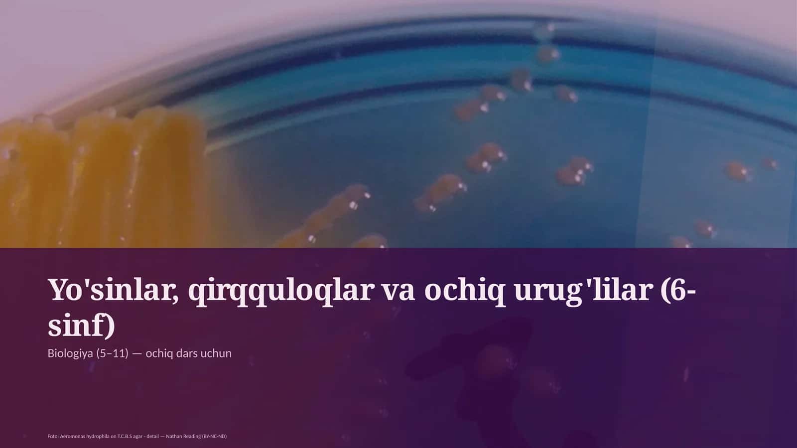 Yo'sinlar, qirqquloqlar va ochiq urug'lilar (6-sinf)