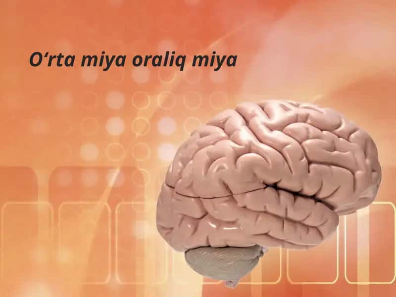 Boshmiyaning tuzilishi va funksiyasi
