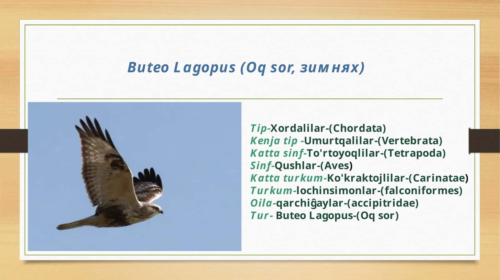 ButeoLagopus(Oqsor, зимнях)