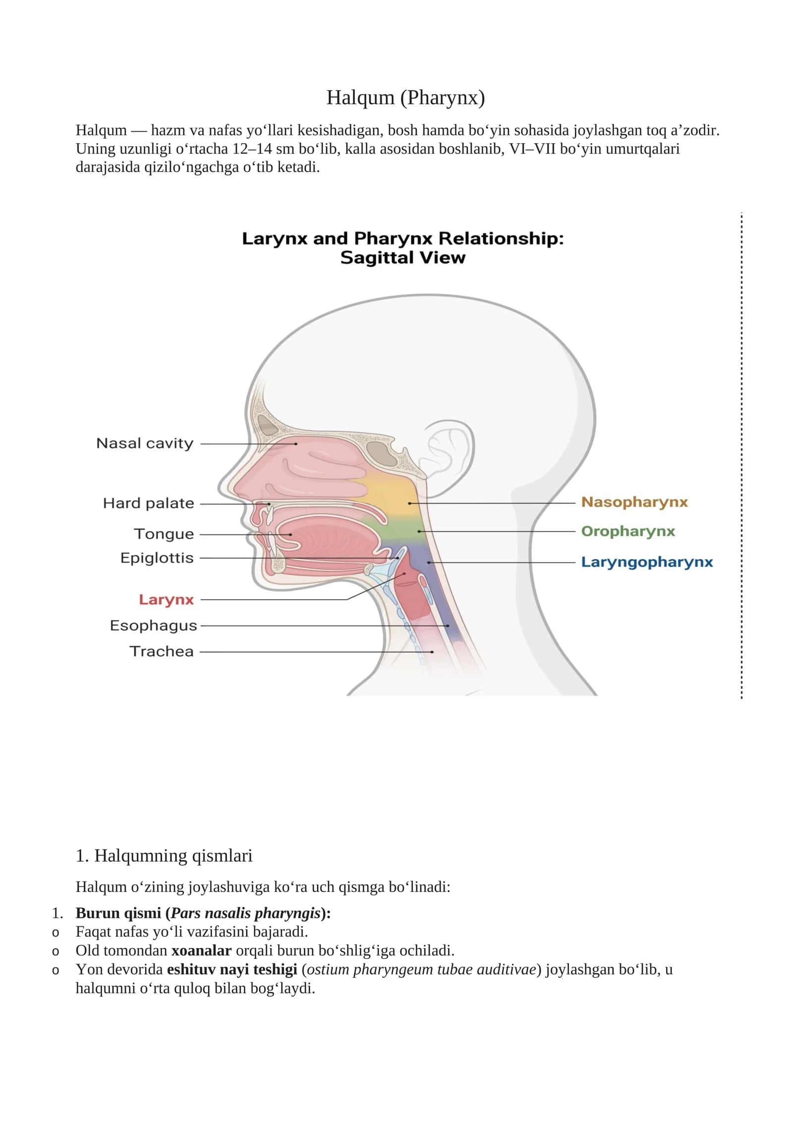 Halqum (Pharynx)