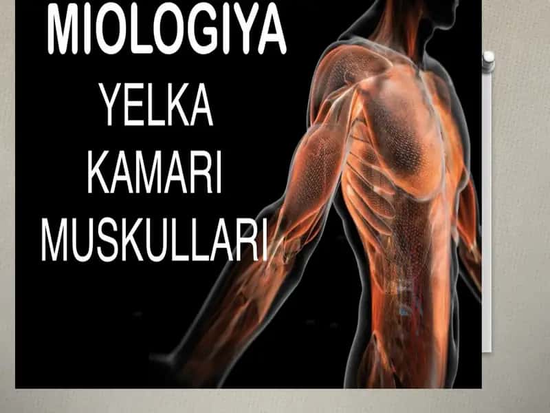 MIOLOGIYA YELKA KAMARI MUSKULLARI.