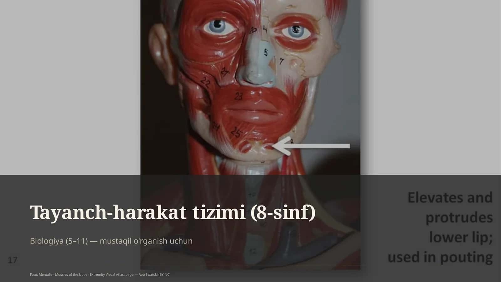 Tayanch-harakat tizimi (8-sinf)