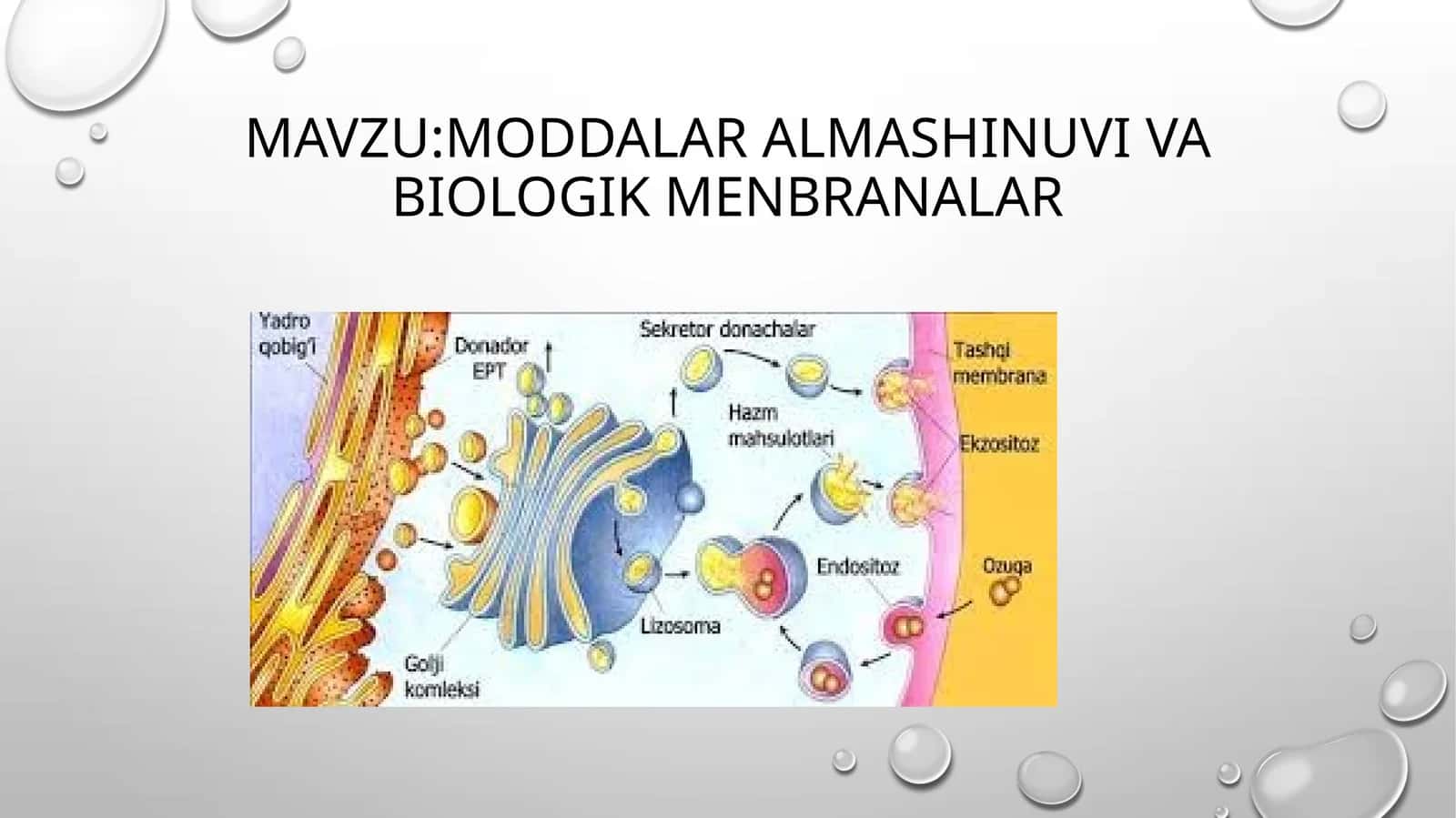 Moddalar almashinuvi biologik membranalar