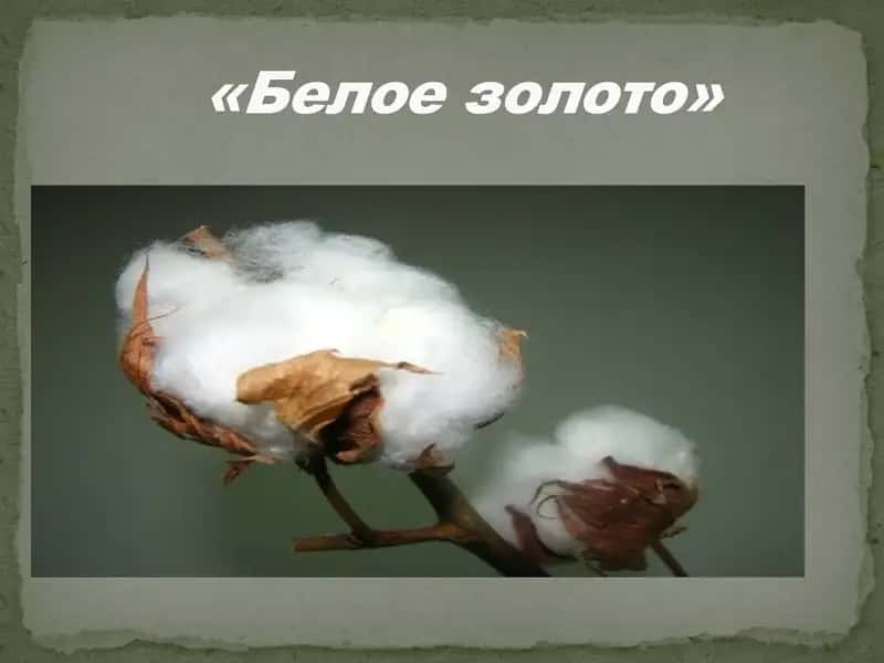 "Белое золото"