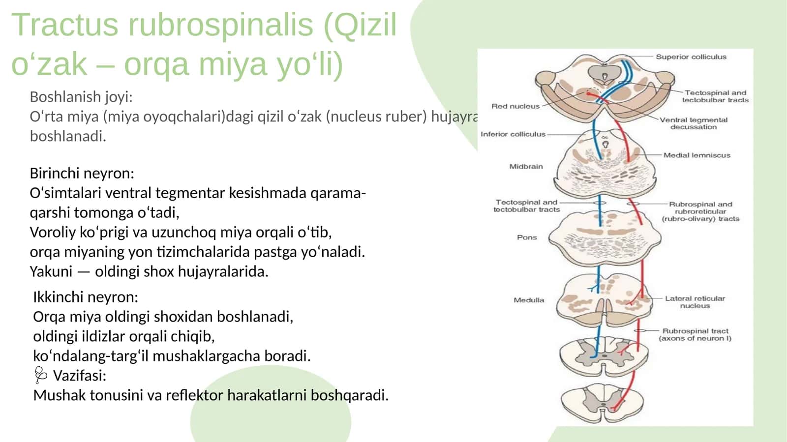 Tractus rubrospinalis (Qizil o‘zak – orqa miya yo‘li)