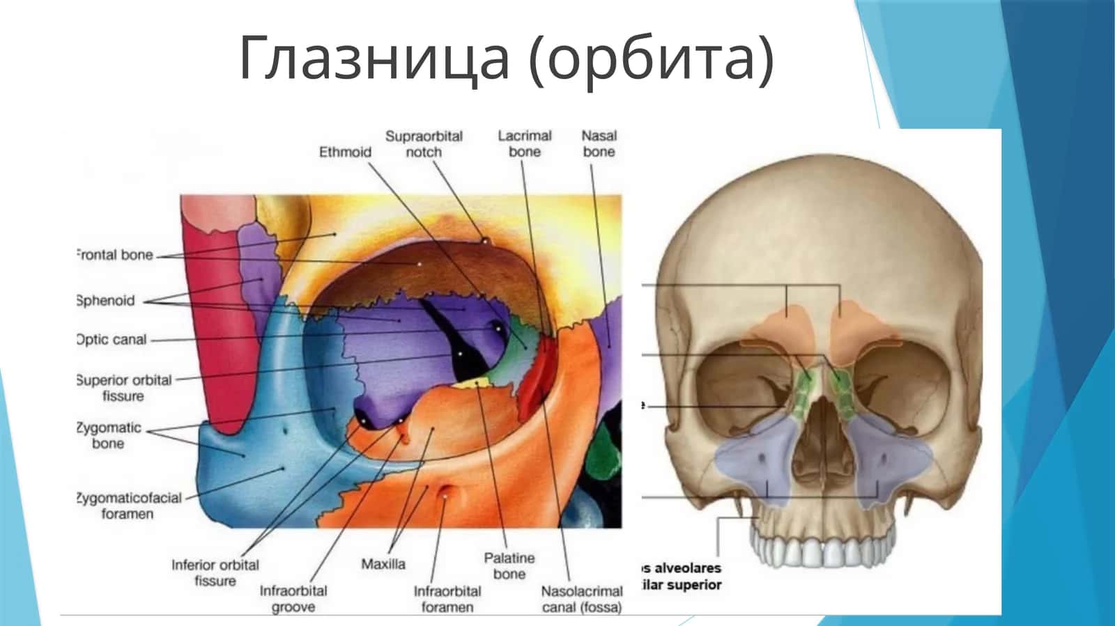 Глазница (орбита)