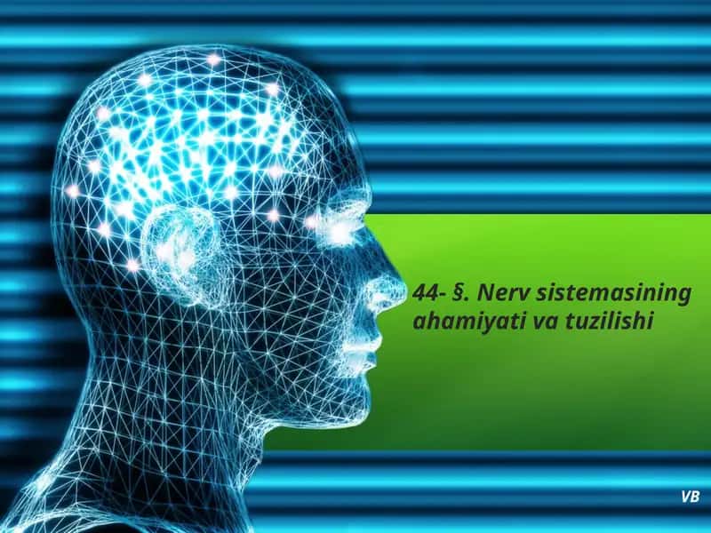 Nerv sistema va tutinish.saxifasi