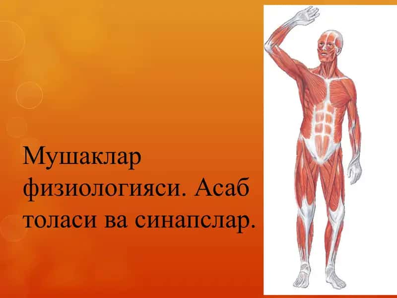 Мушаклар физиологияси. Асаб толаси ва синапслар