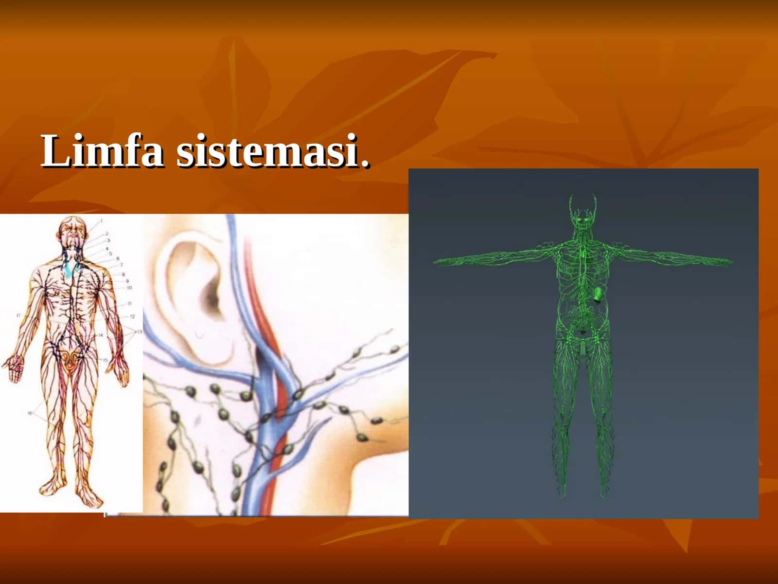 Limfa sistemasi