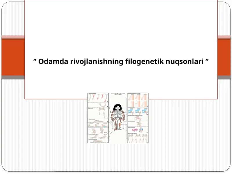 Filogenetik nuqsonlar